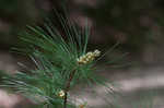 Eastern white pine